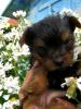 zuckersüsse Yorkshire Terrier  BELLA und ATRO, .. 6 Wochen