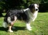 Bildschöner Australian Shepherd Blue Merle Deckrüde  CASD/ VDH