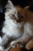 Perser/ Neva Masquarade/ Maine Coon Katerchen