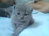 karthäuser kitten