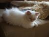 BKH-BLH Kitten Creme-Piont
