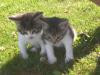Kleine süße Katzen suchen ein neues nettes Herrchen/ Frauchen!!!!!!!!!!!!!!