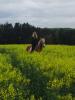 Suche nette Reitbeteiligung 
