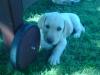Labrador Deckhündin gesucht!