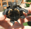 emys orbicularis,  europäische Sumpfschildkröte