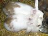 2 Zwergkaninchen suchen noch ein Zuhause