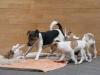 Süße Jack Russell Welpen suchen liebevolles Zuhause