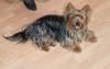 Idefix,  ein Teddy Yorki in liebevolle Hände abzugeben