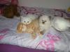 Katzenbabys