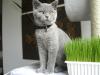 Kater Taylor BKH , Blau (mit Stammbaum) sucht Katze für sein erstes Mal!