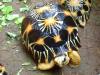 Sulcata,  Leoparden und andere Landschildkröten zu verkaufen.