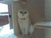 Liebe Exotic Shorthair abzugeben