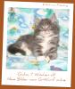 Maine Coon 