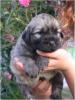 Gos d Atura,  Catalan Sheepdog Welpen