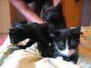 kitten schwarz/ weiß und schwarz