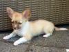 FCI Chihuahua Welpe cream/ chocolate