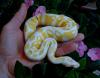 1.1 Albino s Python regius 