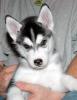 husky abzugeben 