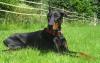 Dobermaqnn Rüde Jack ge.01.08.2003 sucht neues Körbchen