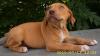 Pitbull Welpen,  es sind noch 2 kleine Hündin zu vergeben,  449, -€  ------  