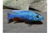 Buntbarsche:  Junge Sciaenochromis fryeri /  blaue ahli abzugeben 
