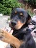 Junge,  wunderschöne & kinderliebe Rottweilerhündin zu verkaufen. 