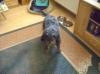 Rauhaardackel Terrier Rüde