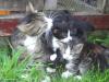 Katzenbabys abzugeben