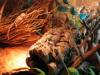 Bartagamen Bartis Echsen Babys ohne Terrarium
