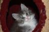 Typvolle Maine Coon Kitten aus amerikanischen Linien