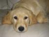 Golden Retriever Welpe,  weibchen