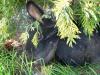 Tiersitter(Hund, Katze, Kaninnchen...)