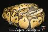  Verkaufe Königspython Python regius verschiedene Varianten _ _ _ _ _ _ _ _ _ _ _ _ _ _ _ _ _ _ _ _ 