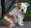 Englisch Bulldogge Welpen