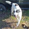 Ellie sucht ein Zuhause