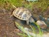 Griechische Landschildkröten (Testudo hermanni boettgeri,  Testudo hermanni herma