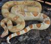 Boa constrictor albino sharp line DNZ 2010 