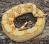 Boa constrictor albino sharp line DNZ 2010 ab 400, -€