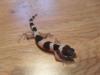 Biete Leopardgeckos NZ 2010