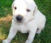 Labradorwelpen