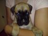 Boxer - Dogo Canario Mix Welpen ab 05.08.2010 abzugeben