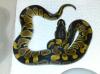 classic 100% het Albino 66% het Clown