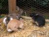 Zwergkaninchen : u. Versand