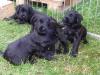 Riesenschnauzer - Freund,  Begleiter und Beschützer