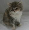 Highlander Kitten..
