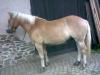 3 Jähriger Haflinger