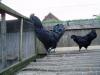 echte Cemani-Hühner
