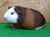 Cuys, Cuy, Cuyes, Meerschweinchen abzugeben