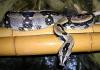 Eigene Nachzuchten Boa constrictor longicauda (25.07.2010)