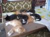 DRINGEND...Katzenbabys und 9 Monat alte Katzen abzugeben